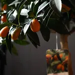 Urban Chic * Вальмонтоне